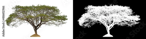 Fototapeta Tree on transparent picture background with clipping path, single tree with clipping path and alpha channel on black background.