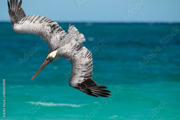 Obraz pelican in flight