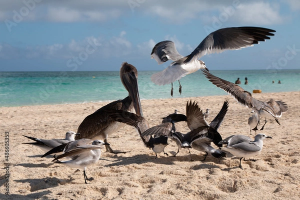 Obraz pelicans in flight