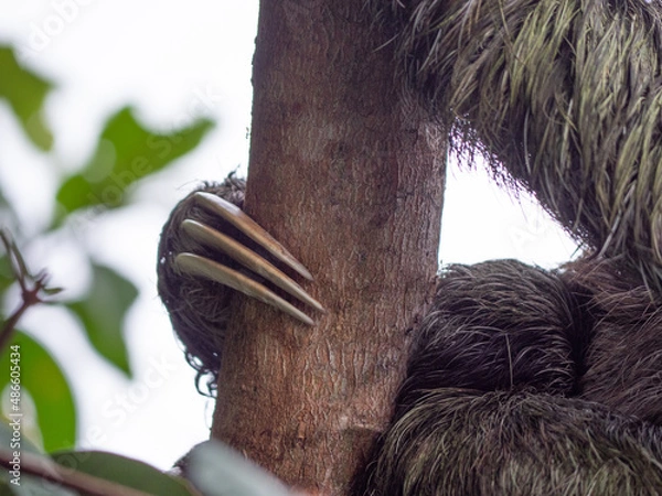 Obraz Sloth sleeping like usual