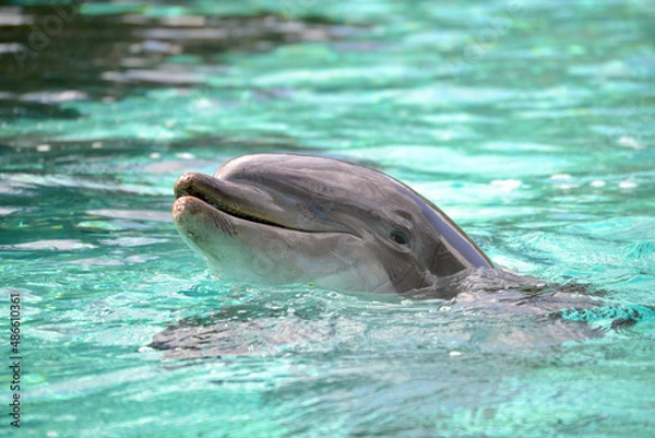 Fototapeta dolphin