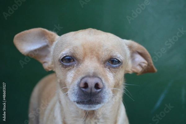 Obraz retrato de un perro 