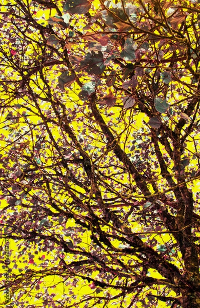 Fototapeta Abl Gte Yll tree autumn