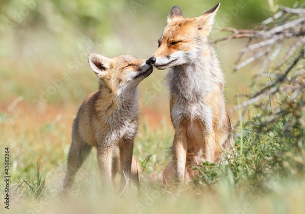 Obraz red fox with cub