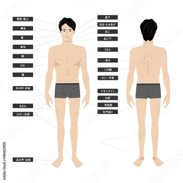 Obraz 若いアジア人男性の下着姿の脱毛エステの全身の箇所指示白バックのイメージイラスト図
