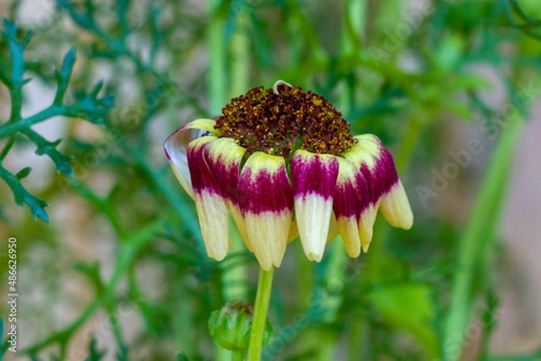 Obraz pink and yellow flower