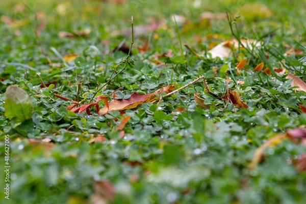 Obraz moss on the ground