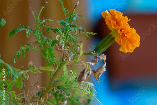 Obraz eggs and flowers