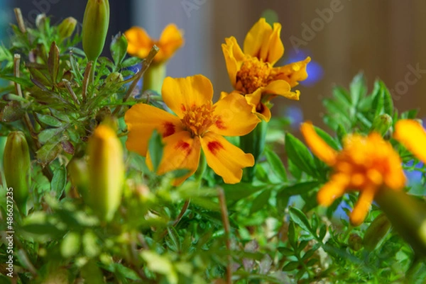 Obraz yellow flowers