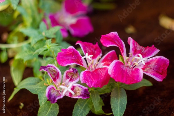 Obraz purple orchid flower