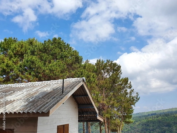 Fototapeta The tall crest of the verdant green Khasiya Pine (Pinus kesiya Royle ex Gordon) was higher than the roof of house, can see mountain with green trees, blue sky and white clouds scattered. Pinus kesiya 