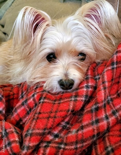 Fototapeta portrait of a yorkshire terrier