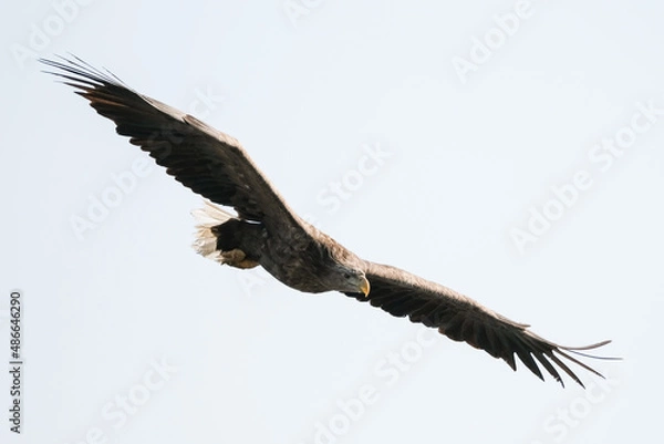 Fototapeta white tail eagle