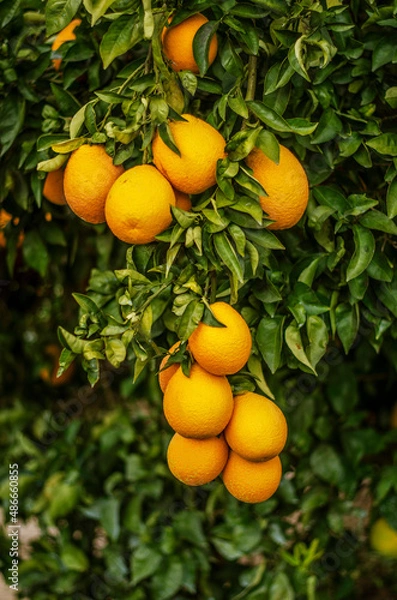 Fototapeta Close up of ripe oranges on branch