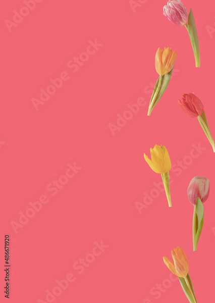 Fototapeta colorful adorable fresh tulips in the air against ping background. creative easter decoration idea with copy space