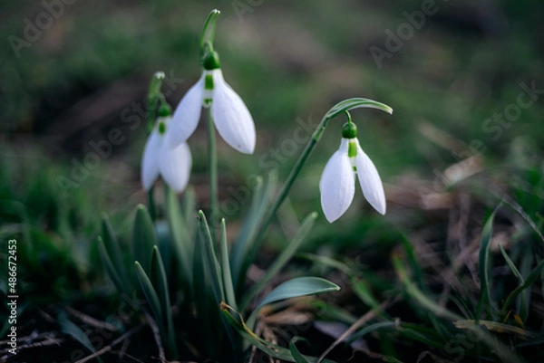 Obraz Snowdrop flowers with several snowdrops close up nature photo