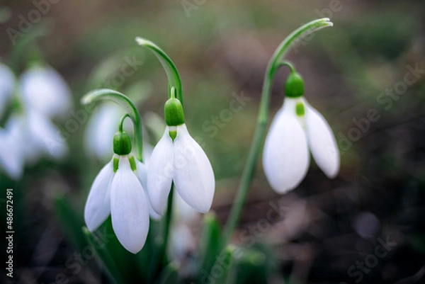 Obraz Snowdrop flowers with several snowdrops close up nature photo