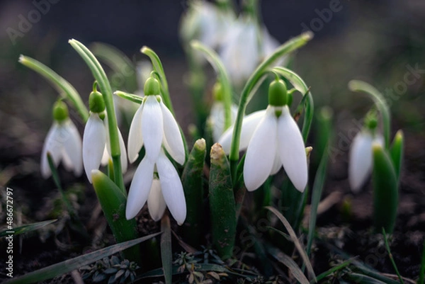 Fototapeta Snowdrop flowers with several snowdrops close up nature photo