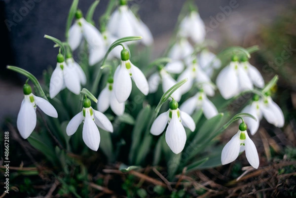 Obraz Snowdrop flowers with several snowdrops close up nature photo