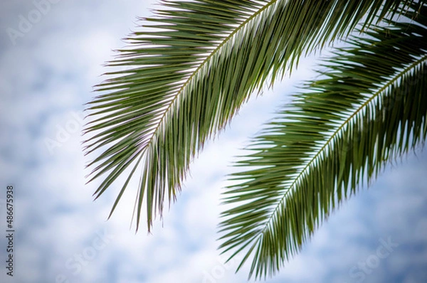 Fototapeta Tropical tree