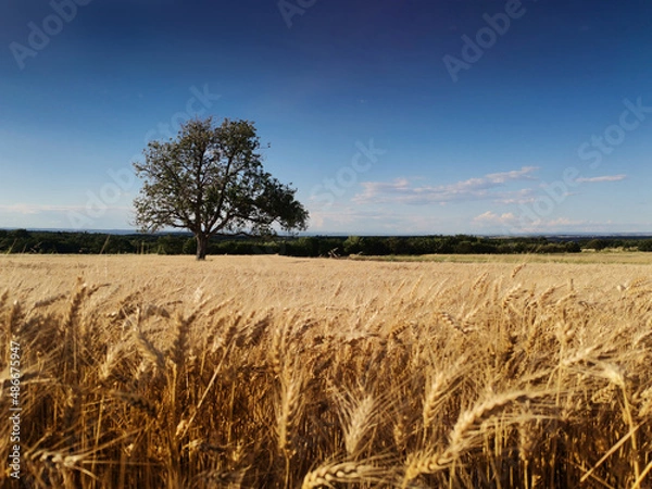 Fototapeta golden wheat field