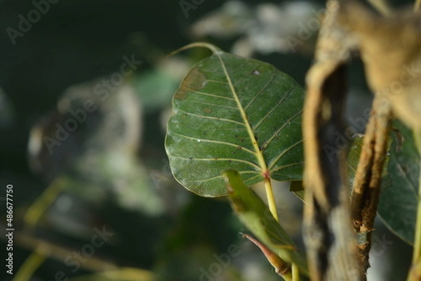 Obraz leaves on a tree
