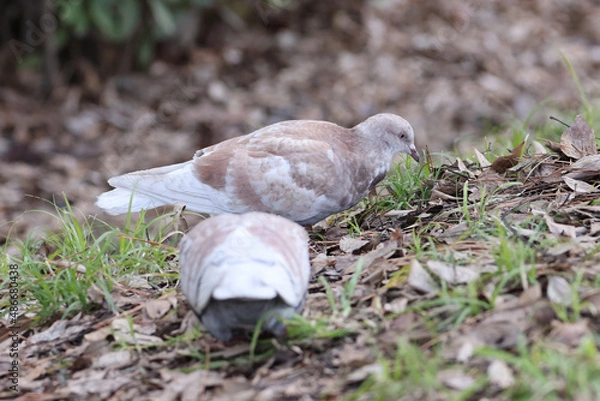 Fototapeta 餌を探しているドバトの写真
