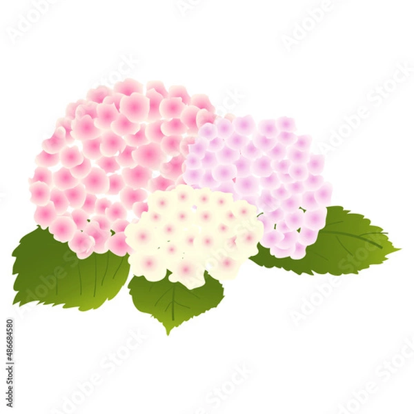 Fototapeta 淡い色の紫陽花のイラスト