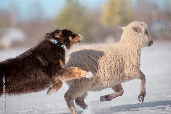 Obraz australian shepherd playing with sheep