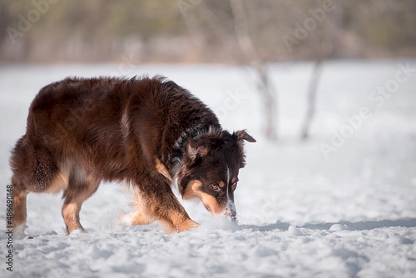 Obraz australian shepherd running in snow