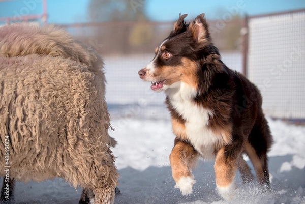Obraz aussie in shock