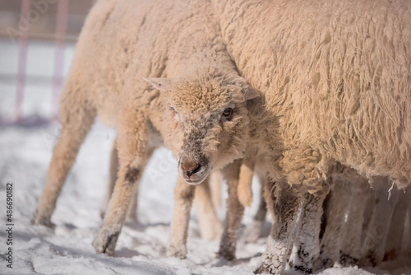 Obraz sheep in winter