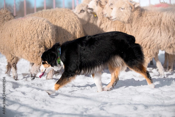Obraz miniature american shepherd