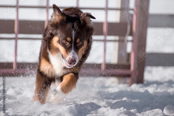Obraz aussie in snow