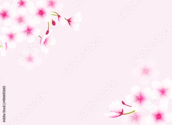 Fototapeta 薄いピンク背景の優しい桜のイラスト