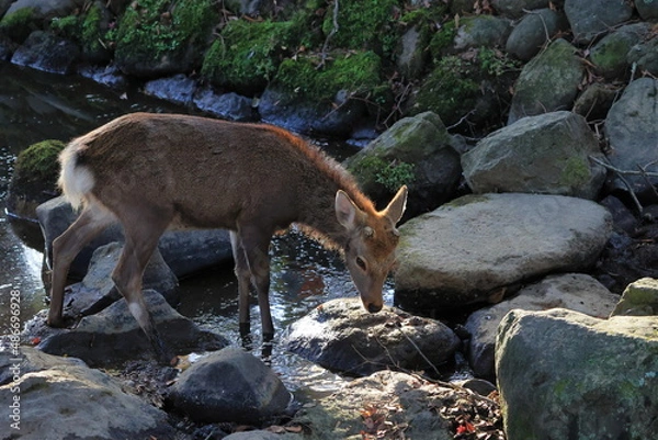 Fototapeta 奈良公園　奈良　日本