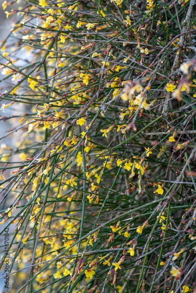 Fototapeta Buds on a tree in spring