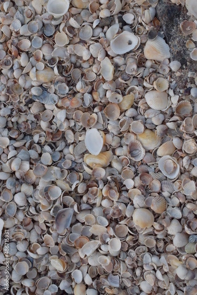 Fototapeta Multi-colored seashells on the seashore.