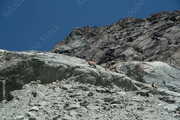 Fototapeta a herd of ibexes overhang the path in direction of the glacier of Arnes not far from the refuge of Averole near the village of Bessans in Vanoise in the Alps