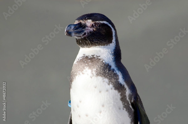 Obraz フンボルトペンギン