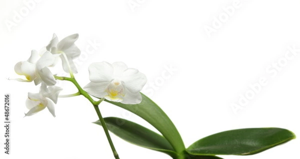 Obraz White orchid on white