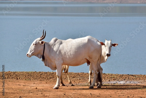 Obraz The Indian cow