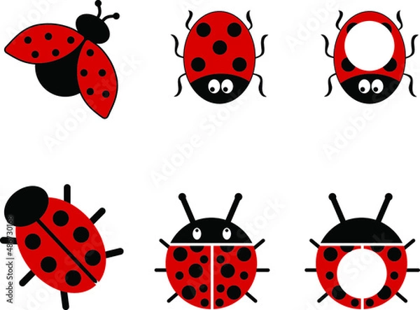 Fototapeta Ladybug 