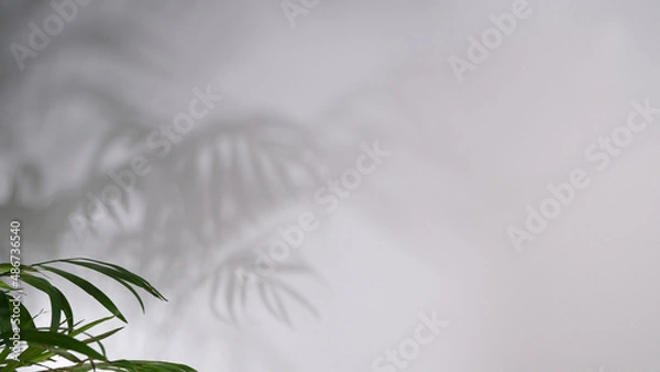 Fototapeta Background with palm leaves and shadows