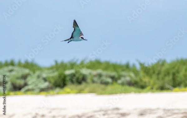 Fototapeta A sooty tern flying over a deserted island in the Dry Tortugas National Park 