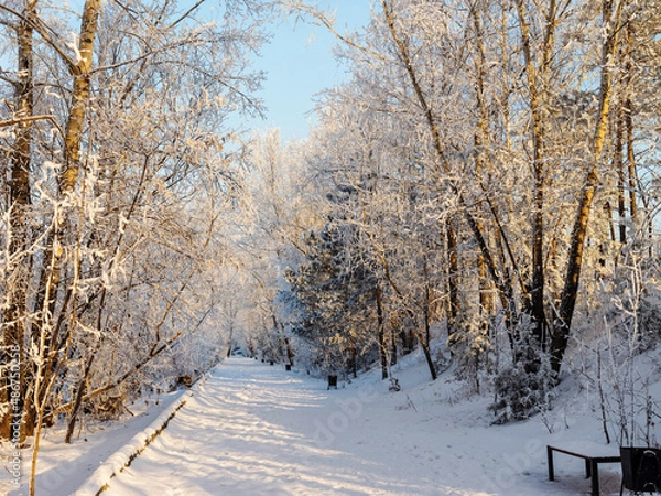 Fototapeta winter forest in the snow