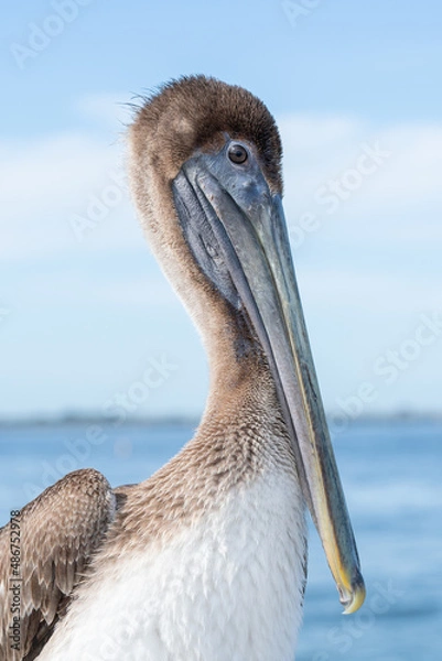 Obraz Brown Pelican