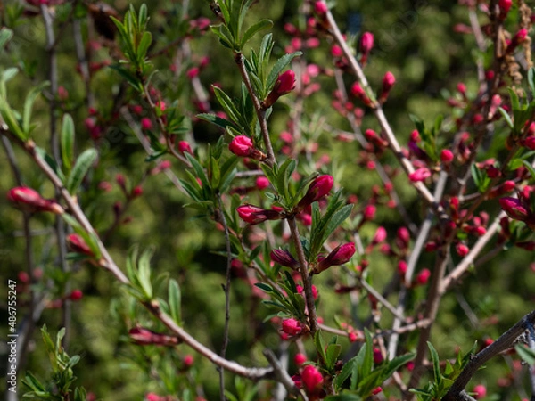 Fototapeta weigel in the spring