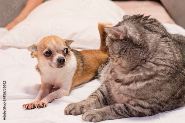 Obraz Purebred little chihuahua and tabby cat Scottish Strait lie on white bed linen and look at each other.