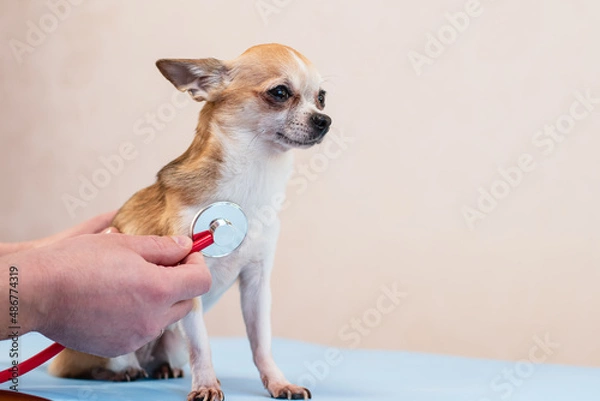 Obraz Veterinarian in glasses examines a purebred small Chihuahua dog with a stethoscope